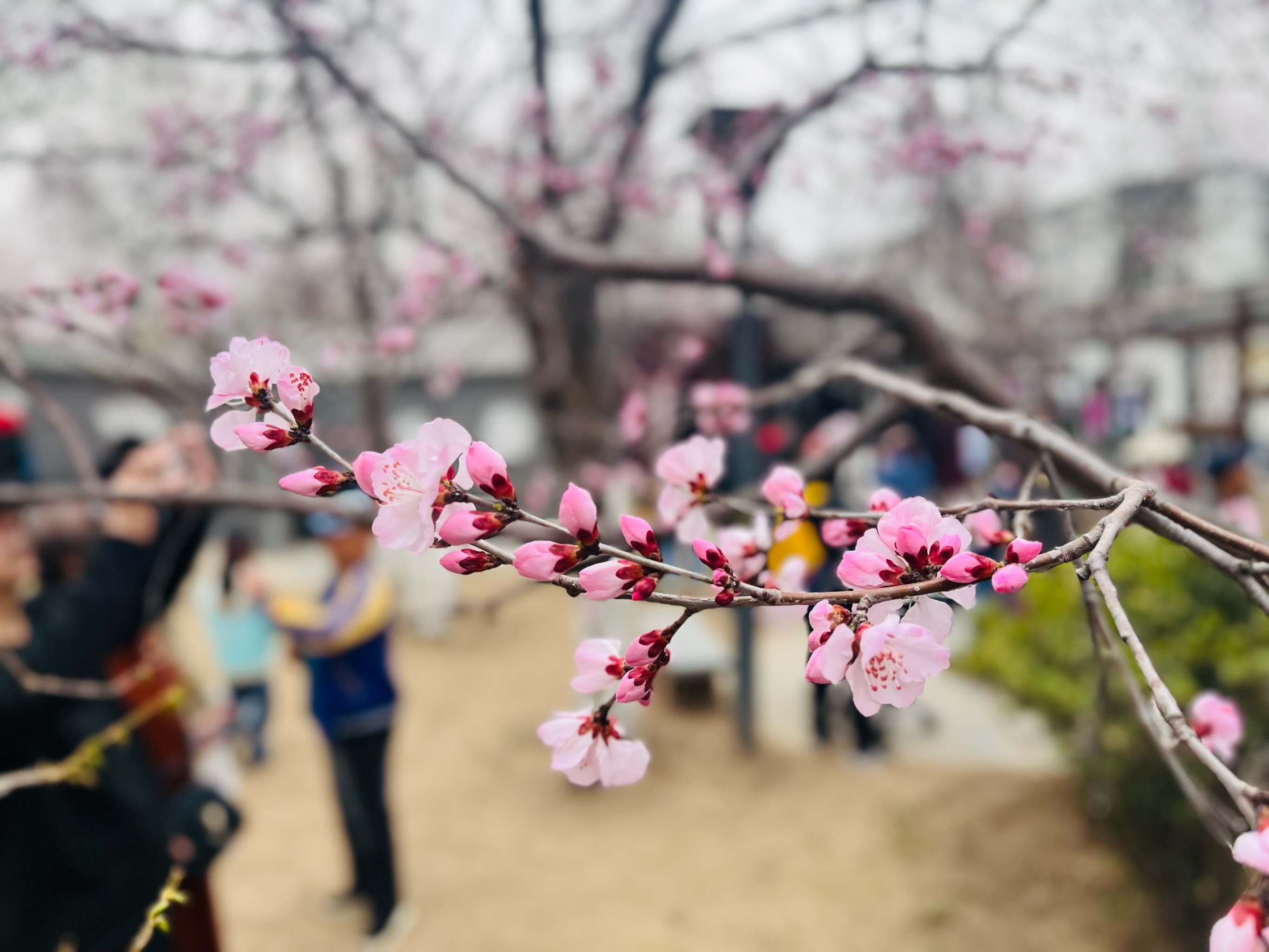 灼灼其华艺术字图片