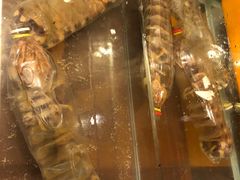 -茉莉.Red Crab