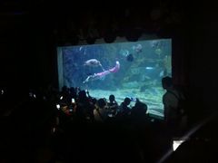 美人鱼-台州海洋世界