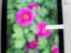 -洛阳市隋唐城遗址植物园