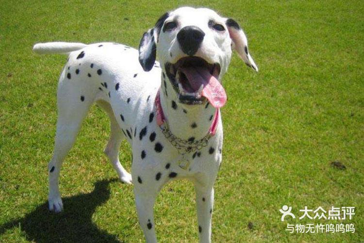 大麦丁犬是原产于南斯拉夫,全身有如水珠斑-大众点评