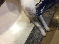-猫色咖啡·猫咖