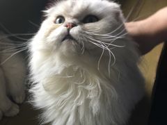 -猫猫幼稚园·撸猫·桌游·电玩