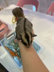-Moni星球萌宠·小马宝莉·灵蛇·高端高阶全萌宠互动体验俱乐部(红豆国际广场店)