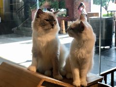 -more than meow吴止猫主题餐厅(承德 中船汇店)