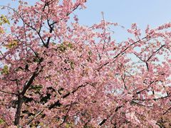 -顾村公园