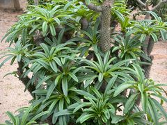 -东莞植物园
