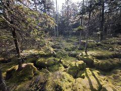 -汤旺河林海奇石景区