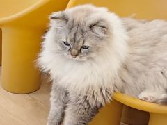 -有喵·猫咖·狗咖·30几只猫10只小狗(岗厦店)