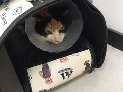 -爱诺耐芙动物医院(万博店)