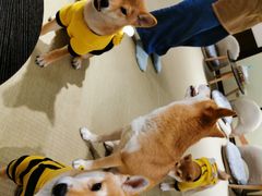 -逗柴咖啡屋·狗咖猫咖宠物桌游