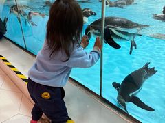 -帝企鹅自助餐厅•儿童岛•真企鹅(长隆企鹅酒店)