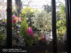 -花神咖啡馆