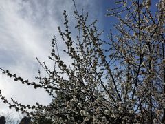 -塘栖阿琴粽子店