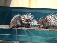 -清迈夜间动物园