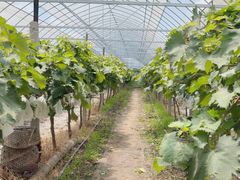 -马陆小张葡萄园农家乐