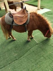 -萌宠亲子动物乐园(槐房万达店)