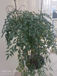 -HEYAN荷妍专业脱毛连锁机构