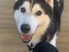 -Husky Go! 哈士奇体验馆·宠物咖啡厅狗咖