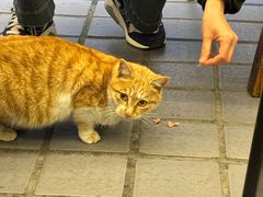 -金鼎雪山牦牛杂火锅(理县总店)