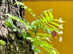 -灵岩山风景区