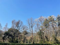 -灵顺寺