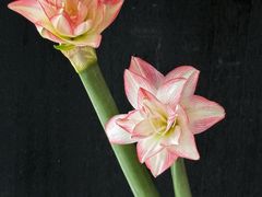 -植物学家的女儿(北马道巷店)