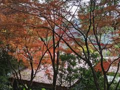 -中国茶叶博物馆(双峰馆区)