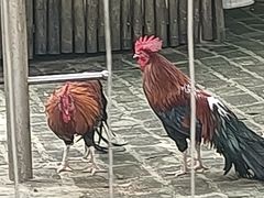 -深圳野生动物园