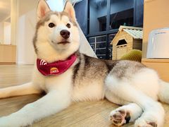 momo-Husky Go! 哈士奇体验馆·宠物咖啡厅狗咖