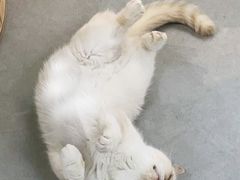 -Heymao猫咖.咖啡厅(东门店)