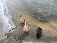 -北京鹿世界主题园