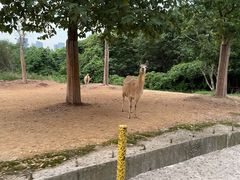 -杭州野生动物世界