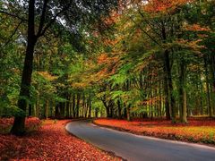 -五营红松林海景区