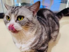 -三花喵·撸猫购宠·宠物生活馆(虹桥南丰城店)