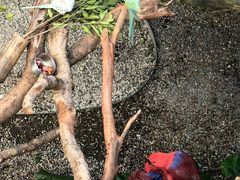 -麒麟中餐厅·经典粤菜·地道菜式老字号(广州长隆酒店)