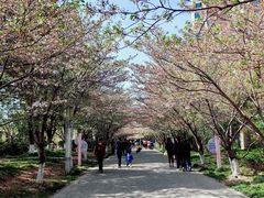 -高东镇樱花园