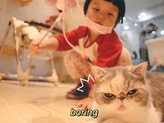 -momokira米努特·德文卷毛猫·棉花面纱犬
