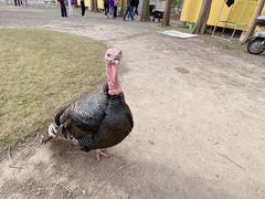 -前小桔亲子创意农场·草莓采摘·露营烧烤