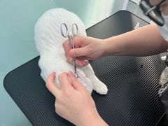 -爱洗澡的猫(望京店)