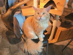 -more than meow吴止猫主题餐厅(承德 中船汇店)