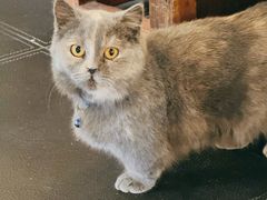 -猫小院猫主题餐厅(南锣旗舰店)