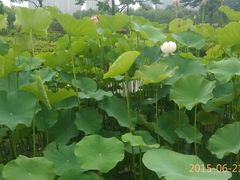 -白塘生态植物园