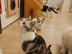 -有喵·猫咖·狗咖·30几只猫10只小狗(岗厦店)