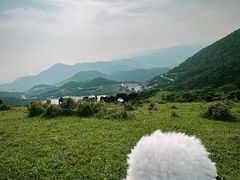 -大姆山草场