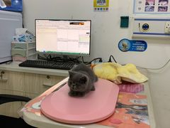 -创凡宠物医院·骨专科  猫科中心(西乡分院)