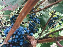 -安德鲁户外烧烤帐篷营地(马泉营店)