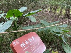 -华侨城湿地公园