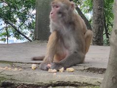 -黔灵山公园