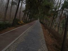 -合肥滨湖国家森林公园